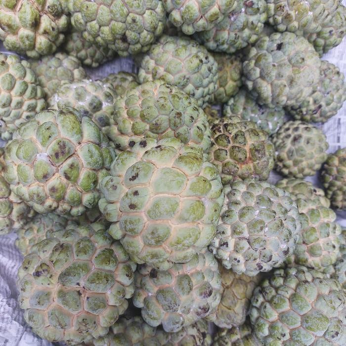 

DISKON Buah Srikaya Lokal Super READY STOCK