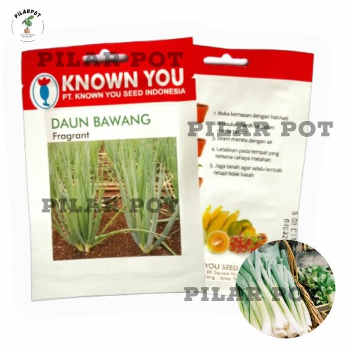 Benih Bibit Daun Bawang Fragrant Known You Seed - KYS DAUN BAWANG FRAGRANT