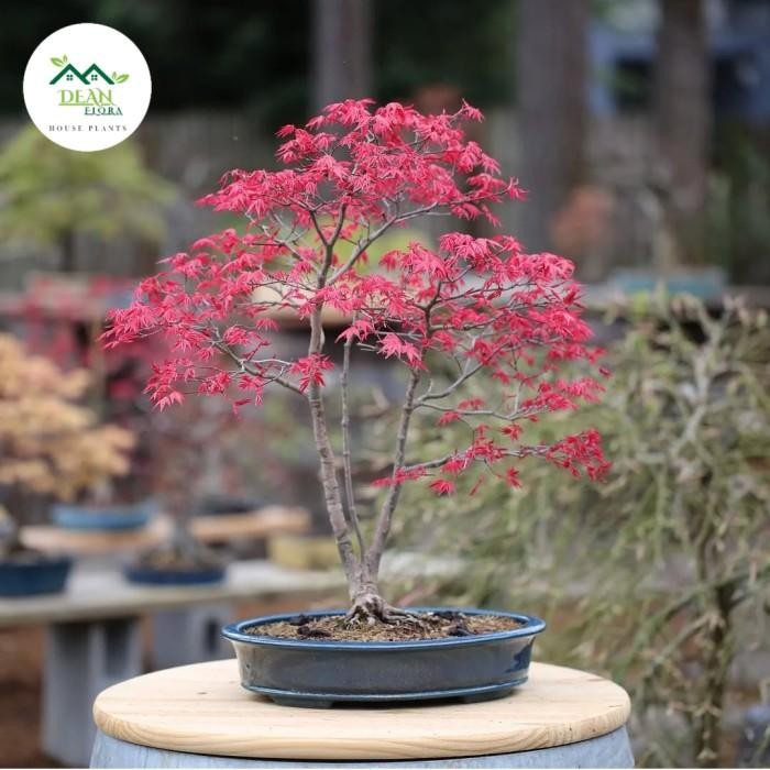 Tanaman Hias Japanese Red Maple / Bonsai Red Maple / Pohon Red Maple Japanese