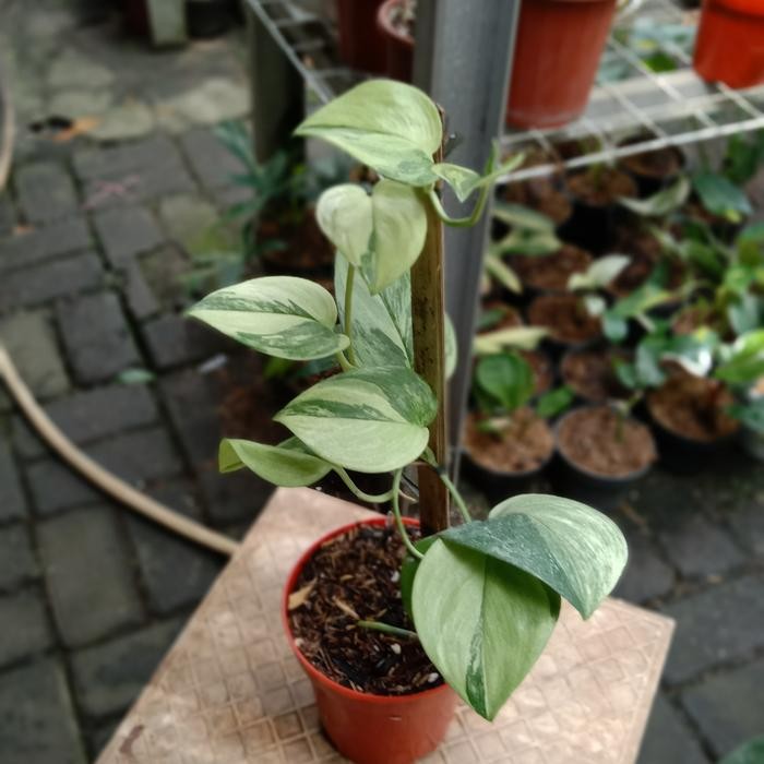 scindapsus rubicon variegata