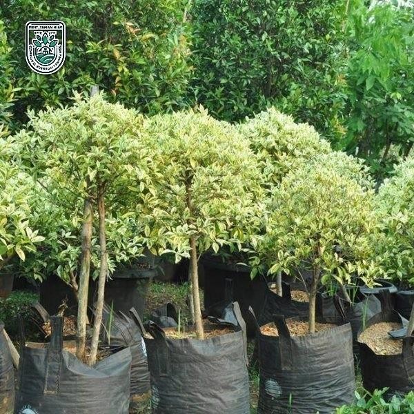 pohon beringin putih tinggi 70-80 cm