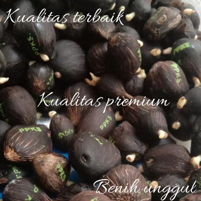 Benih bibit sawit sriwijaya 5 original sertifikat