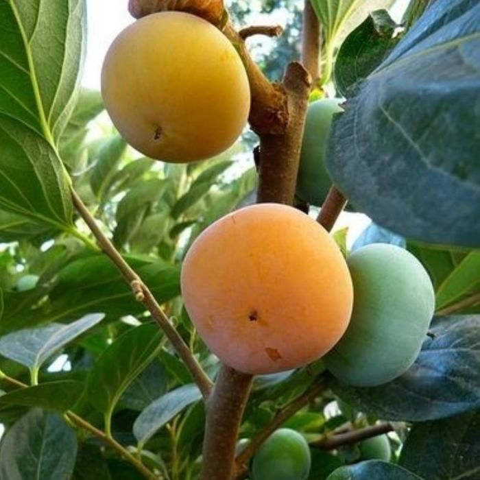 Bibit Tanaman Buah Kesemek Lokal Okulasi cepat berbuah