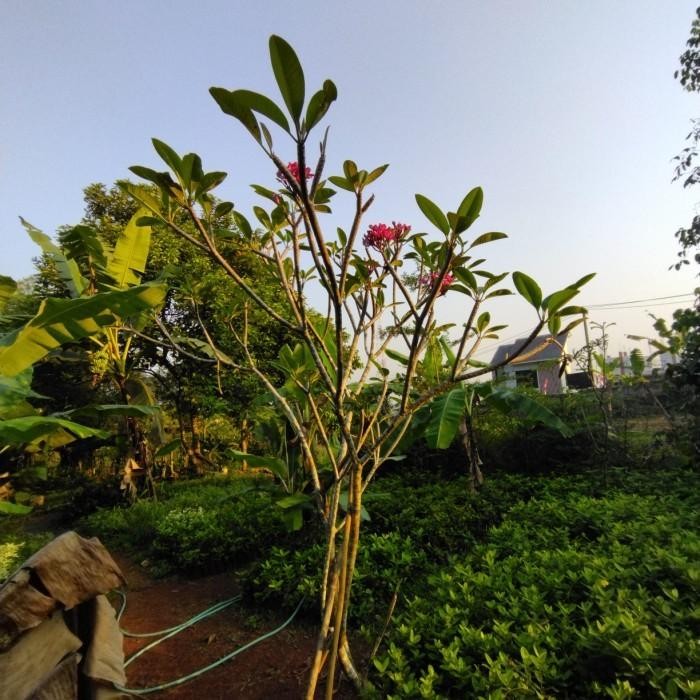 pohon kamboja bali tinggi 3 m sudah berbunga / kamboja bali bunga pink