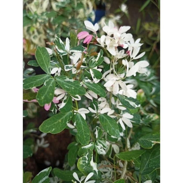 Bibit tanaman asem londo varigata/ tanaman asam Kranji rudtki 4922gr