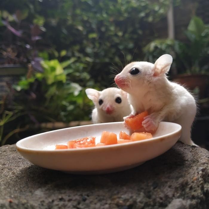 Sugar Glider Leucistic Joey