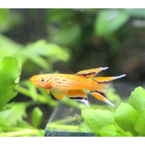(Allthebest) ikan hias aquascape killifish aph.australe orange
