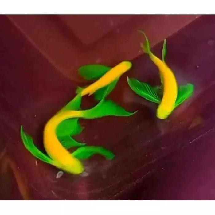 (Allthebest) danio slayer sleyer hijau biru kuning pink zebra tetra