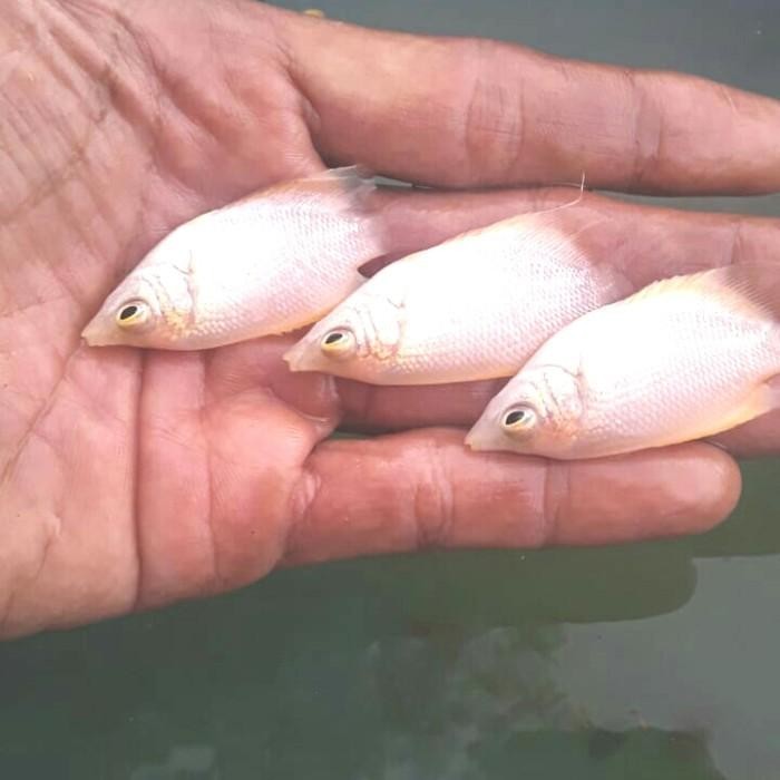 (Allthebest) GURAME PADANG BIBIT. SIZE JEMPOL.