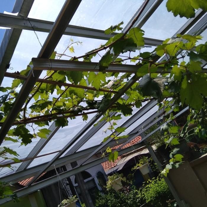 (Allthebest) Entres Anggur Import Transfigurasi Trans, Mata Tunas. Hrg per 1 Matun