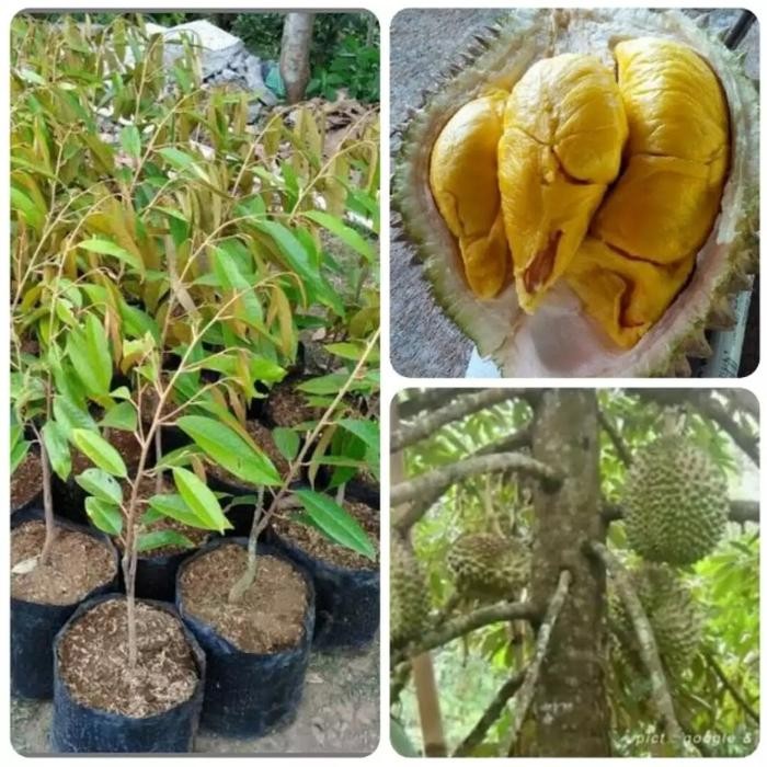 

TERMURAH Bibit pohon durian Montong duren montong READY STOCK