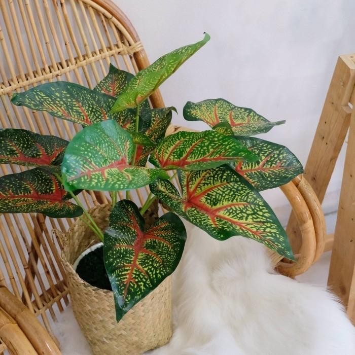 Tanaman Keladi Merah Plastik / Palsu