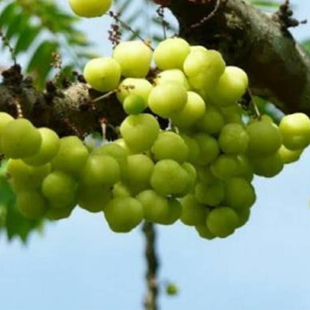 

ASLI BUAH CAREMAI 1KG SEGAR CEREMAI CAREME CREMAI CERMAI TERMURAH READY STOCK