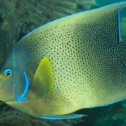 Ikan Hias Air Laut Angel Koran