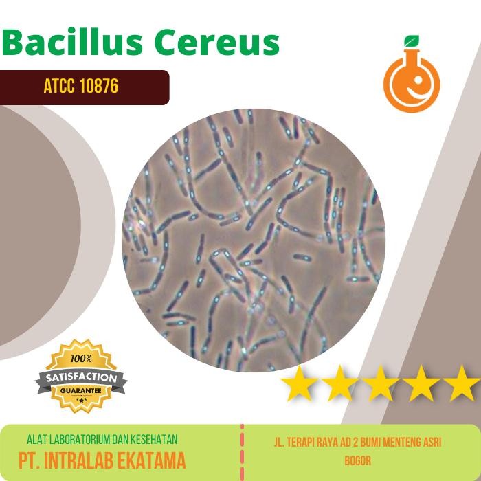 BAKTERI BACILLUS CEREUS, STRAIN : ATCC 10876 (1 VIAL)