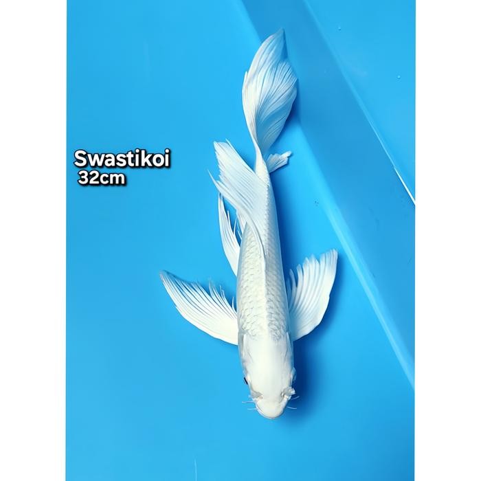 Ikan Koi Blitar Slayer Platinum 32Cm