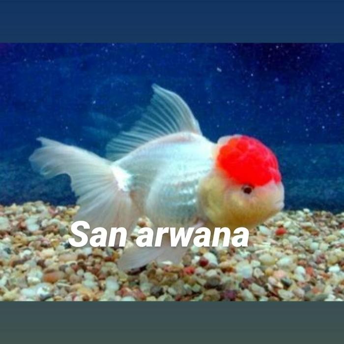 Ikan Hias Mas Koki Oranda Slayer