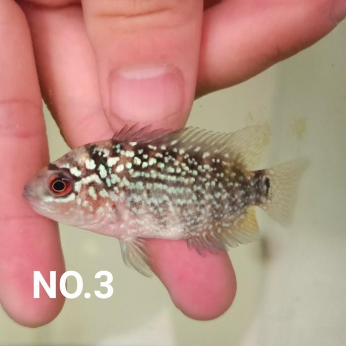 Baby Louhan Kamfa V8 Import