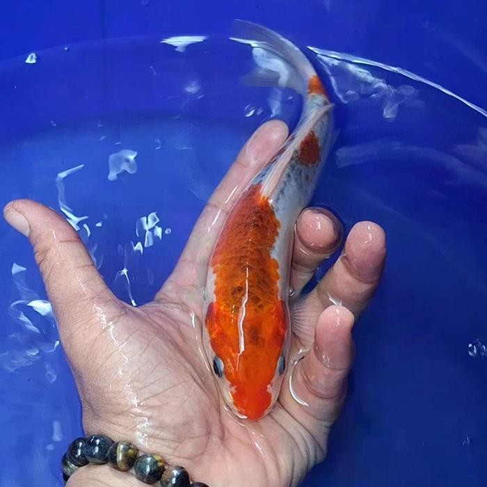 Ikan Koi Blitar Jenis Kujaku / Rumah Koi Jakarta / Kode 008