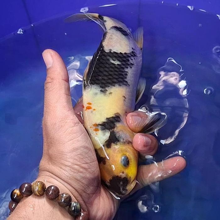 Ikan Koi Blitar Jenis Showa / Rumah Koi Jakarta / Kode 0047
