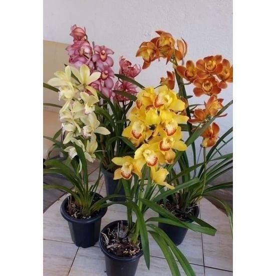 Paket hemat 4 jenis bunga anggrek tanah