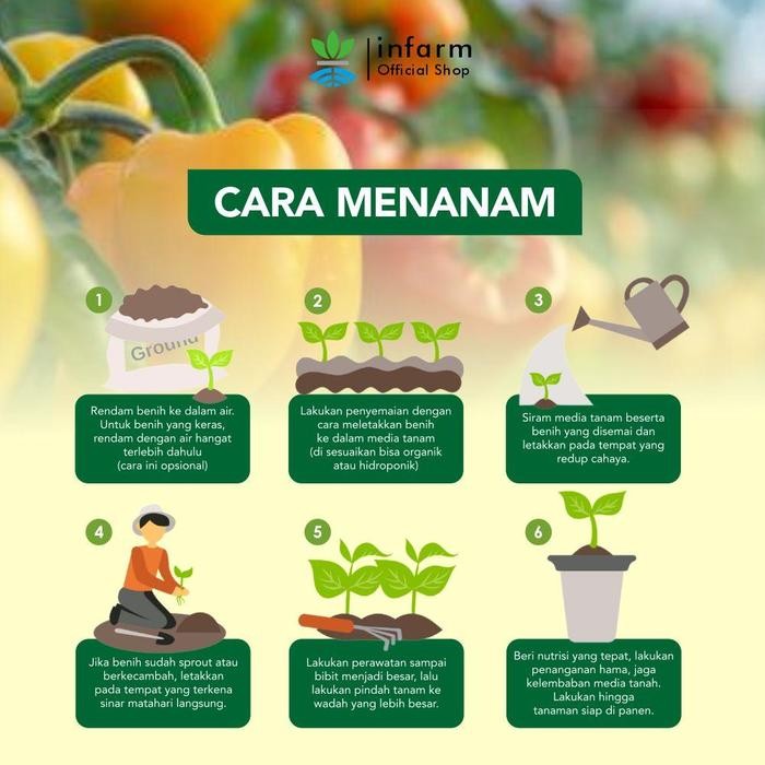 INFARM - BENIH PAPRIKA MERAH BENIH BUAH TANAMAN BENIH BIBIT PAPRIKA MERAH BENIH PAPRIKA