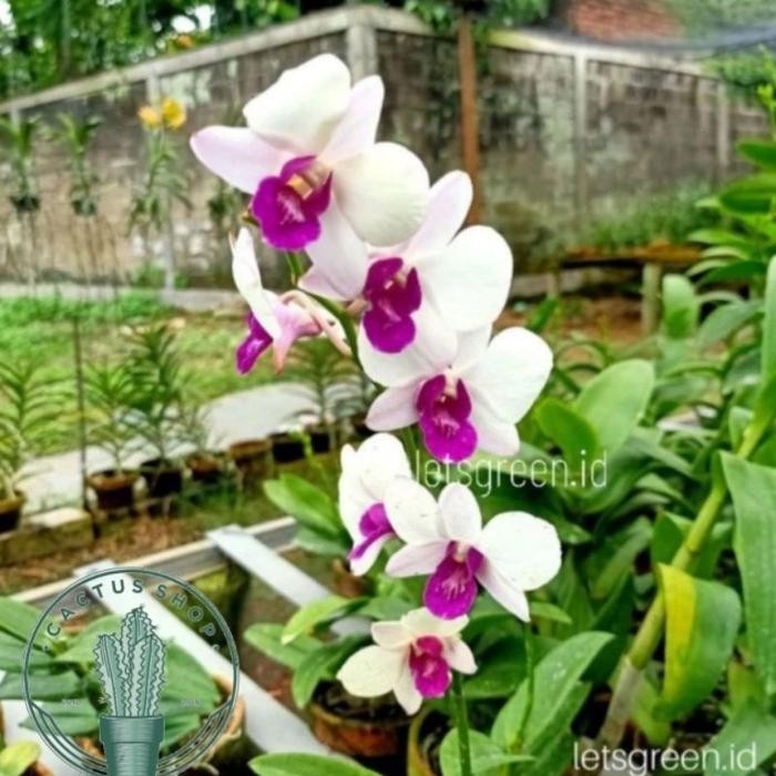 PROMO ANGGREK DENDROBIUM / TANAMAN HIDUP ANGGREK DENDROBIUM BUNGA HIDUP ANGGREK DENDROBIUM / ANGGREK
