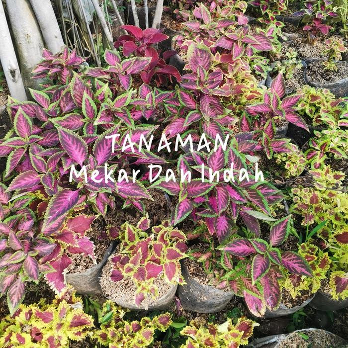 BIBIT TANAMAN MIYANA/ POHON MIYANA