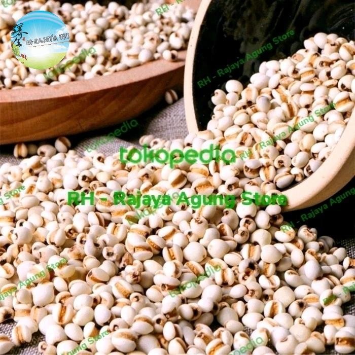 

Barang Terlaris 500g Coix Lacryma Seeds Ie Yie Ren Beras Jali Jali Organik Myammar Ready
