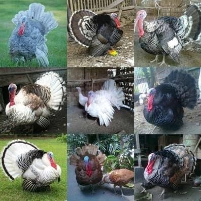 anak ayam kalkun pesanan