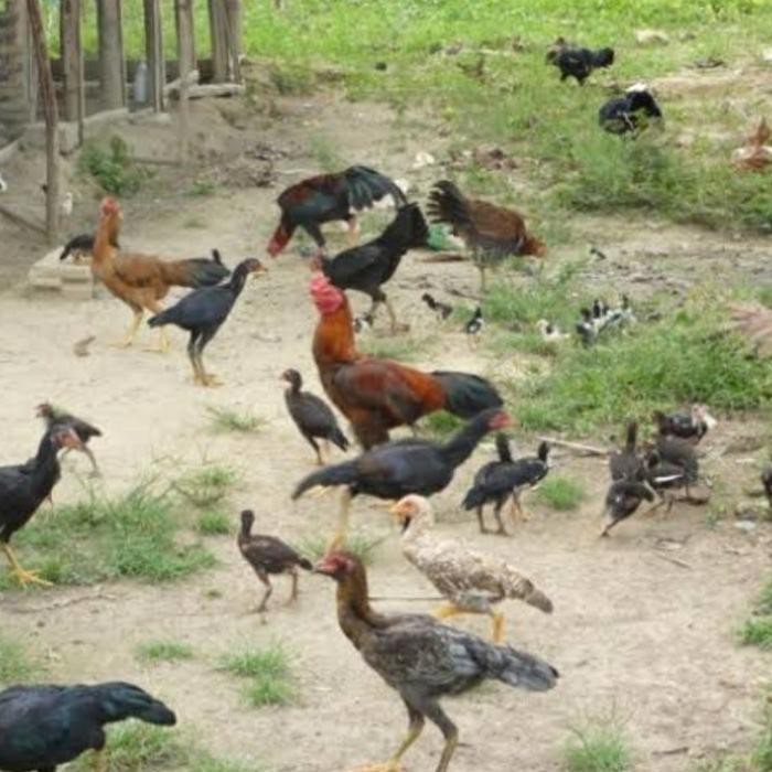 ayam kampung indukkan betina