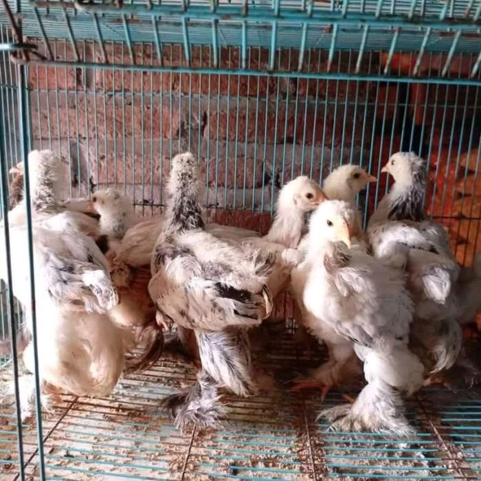 DuniaBinatang- SALE Ayam Brahma Asli