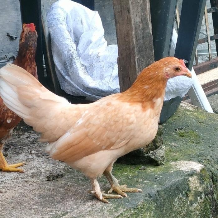 ayam kate betina ceper indukan istimewa