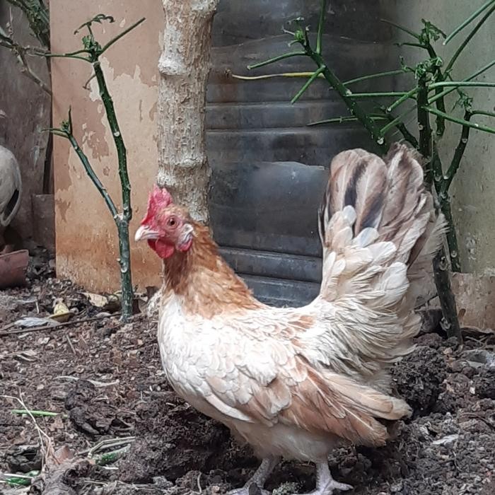 Ayam Kate Hias ( Kate SNI/Ceper/Kate Asli/Jantan/ Betina)