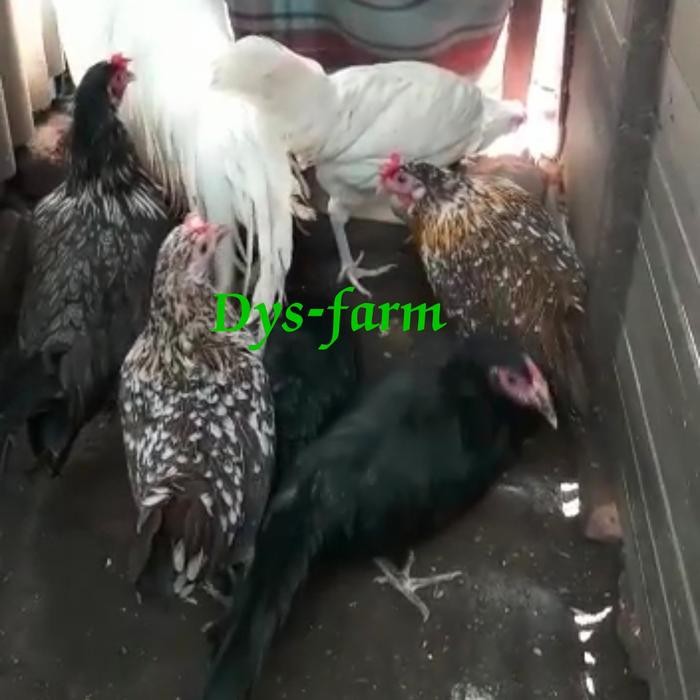 ayam onagadori/ ayam hias/ ayam ekor panjang /indukan onagadori