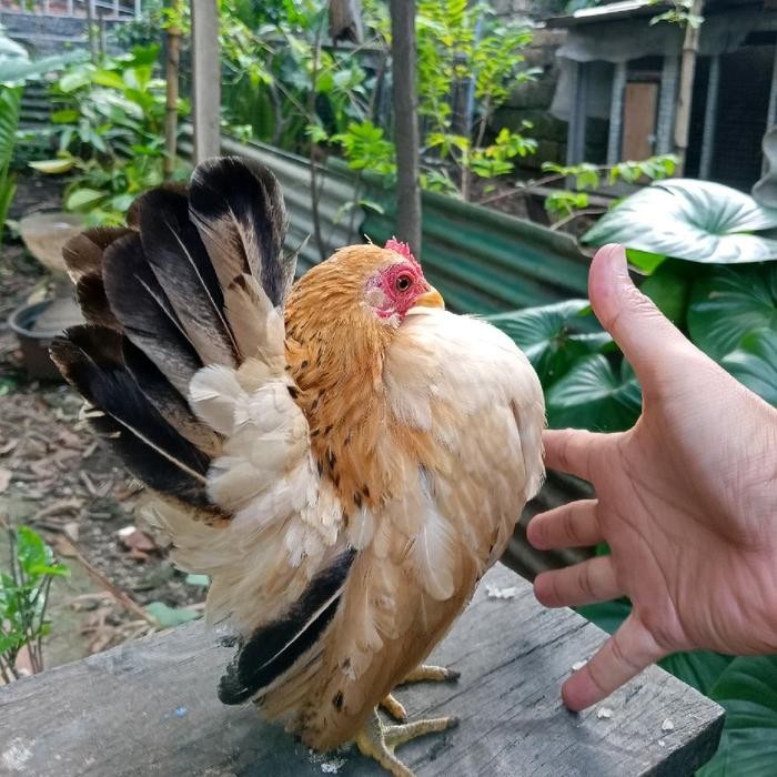 Ayam Serama betina
