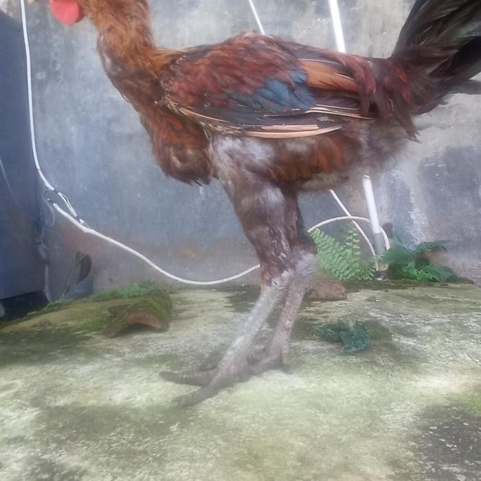 Paket sepasang ayam pelung usia 4bulan