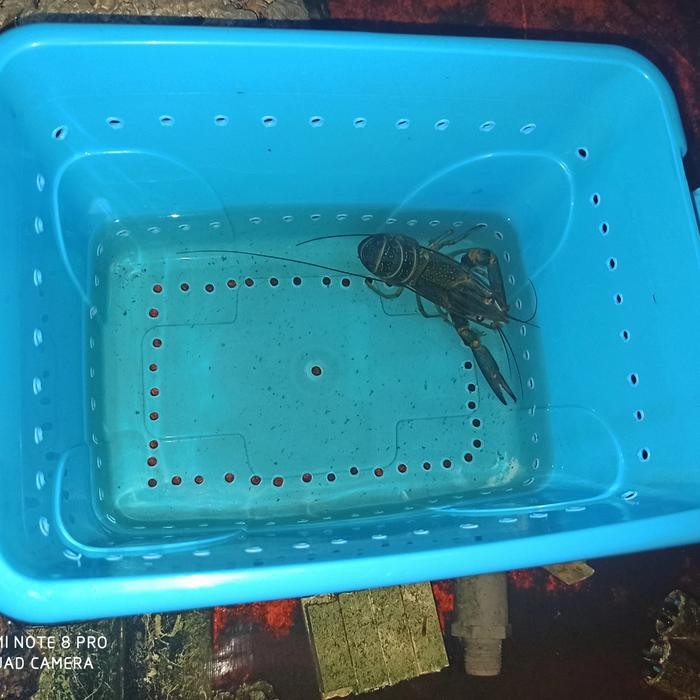 Box pengeraman indukan lobster air tawar bertelur merk maspion