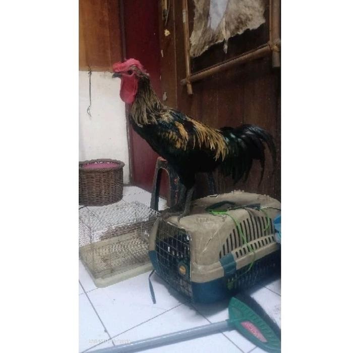 (Langsung Diproses) Ayam Pelung Dewasa X1 /