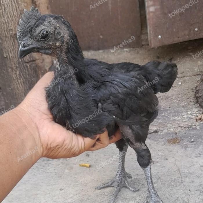 Ayam hitam cemani Asli Jakarta