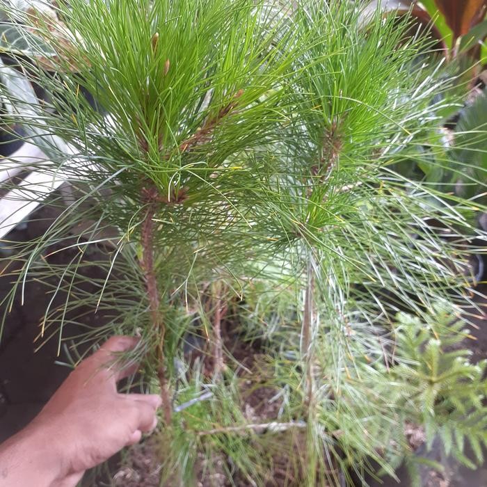 Bibit Pohon Pinus Bibit Tanaman Pinus
