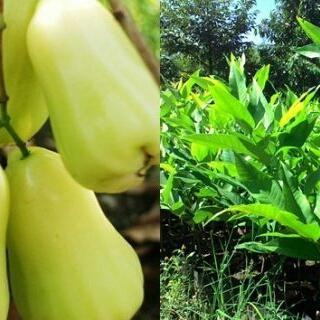 Bibit murah jambu air madu susu Pohon Jambu Air
