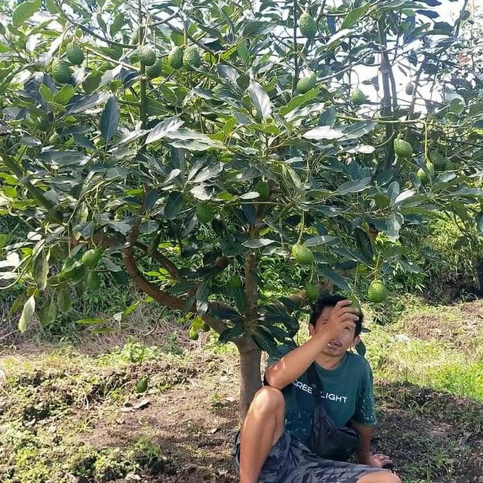 bibit alpukat hass 1 meter super unggul