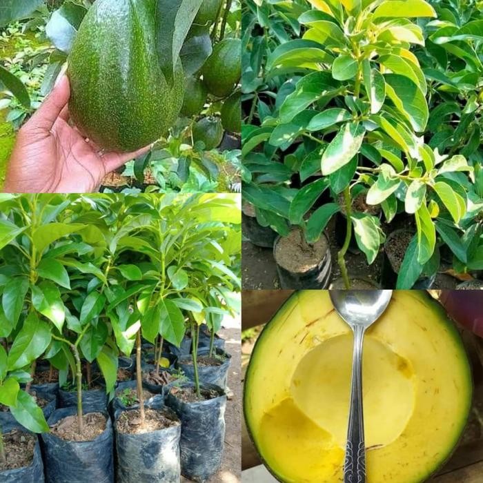 Bibit Alpukat Markus Tinggi 1 Meter Up Batang Besar - Alpukat Jumbo