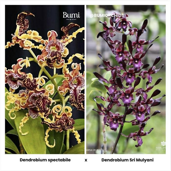 Dendrobium spectabile x Dendrobium Sri Mulyani (Seedling) - Foresta Orchids Bumi Bibit Anggrek