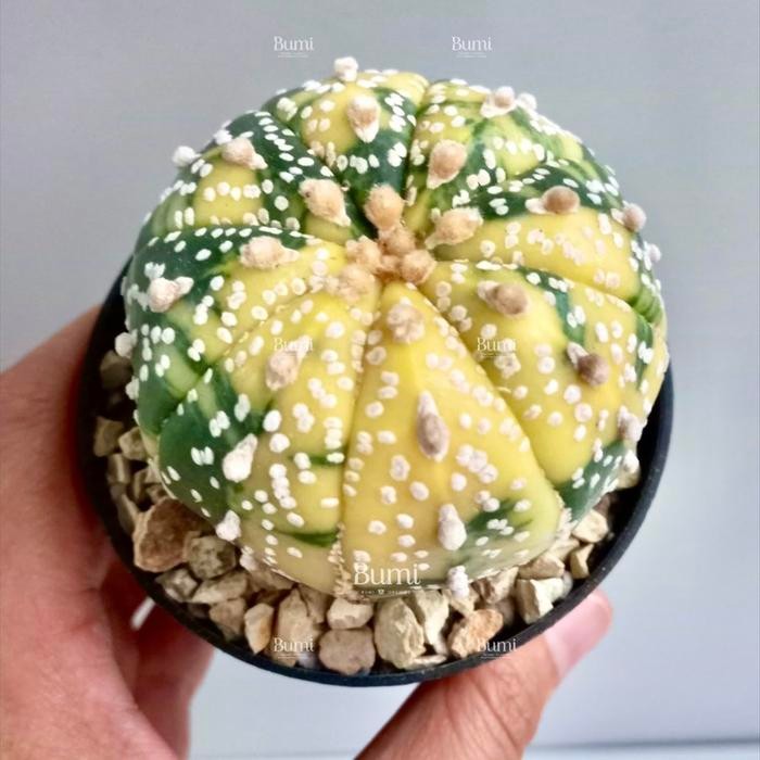 Astrophytum asterias 'Super Kabuto Variegata' - Bumi Kaktus Gurun