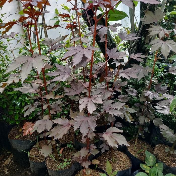 Lionmarket Bahan Bonsai Maple Javanese