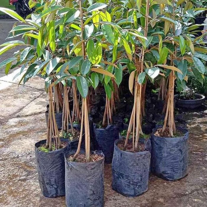Lionmarket Bibit Durian Kaki 3 Musangking Bawor Durihitam Monthong Okulasi