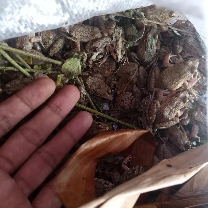 300 Ekor Kodok Hidup Sawah Air ( 4Cm ) Umpan Predor Mancing Gabusi