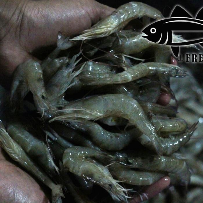 

udang api-api segar stok terbatas